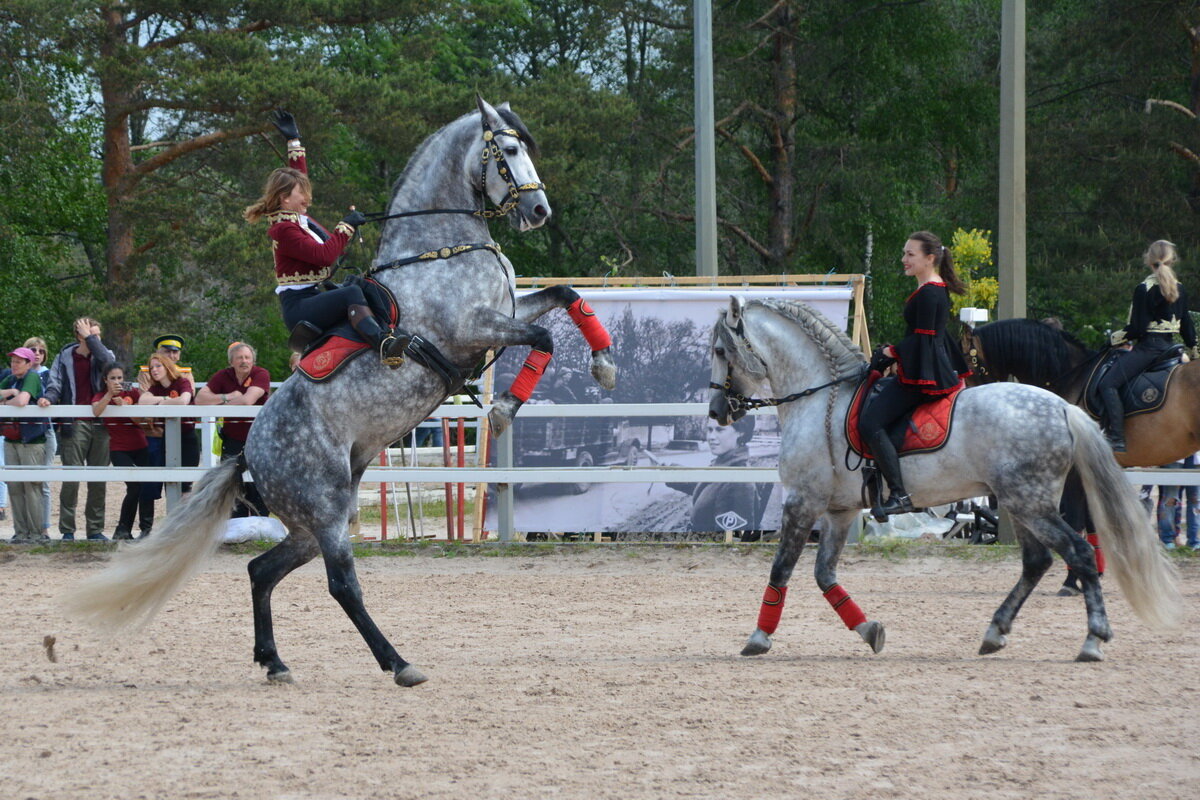 Конное шоу «Идальго» - Николай Конное шоу «Идальго» - Николай