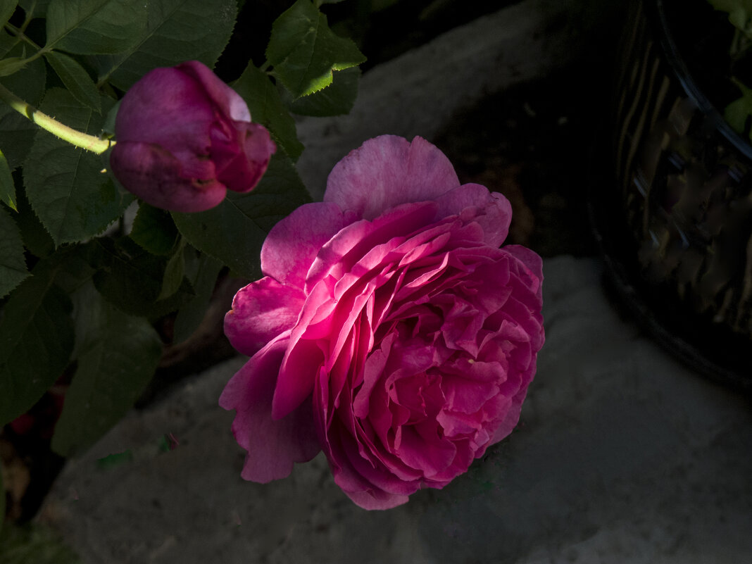 Мир цветов,розовая роза - Валентин Семчишин Мир цветов,розовая роза - Валентин Семчишин