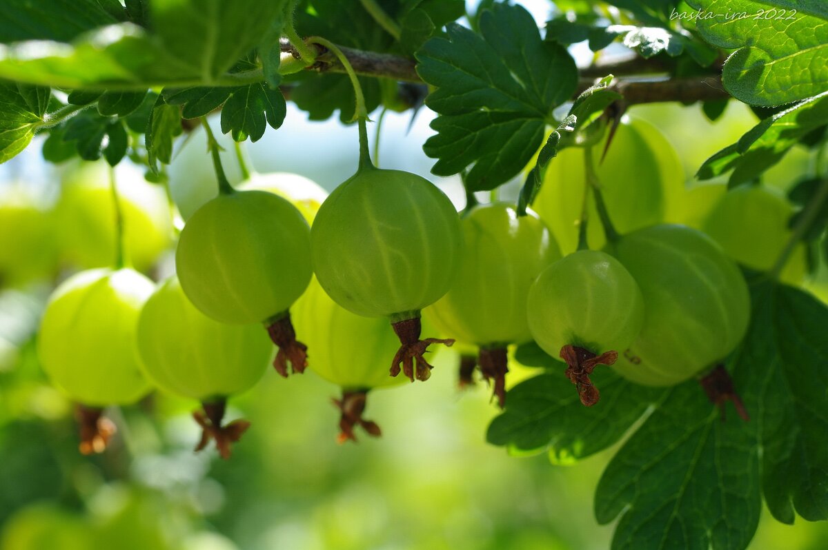 Крыжовник созревает - Ирина Баскакова Крыжовник созревает - Ирина Баскакова