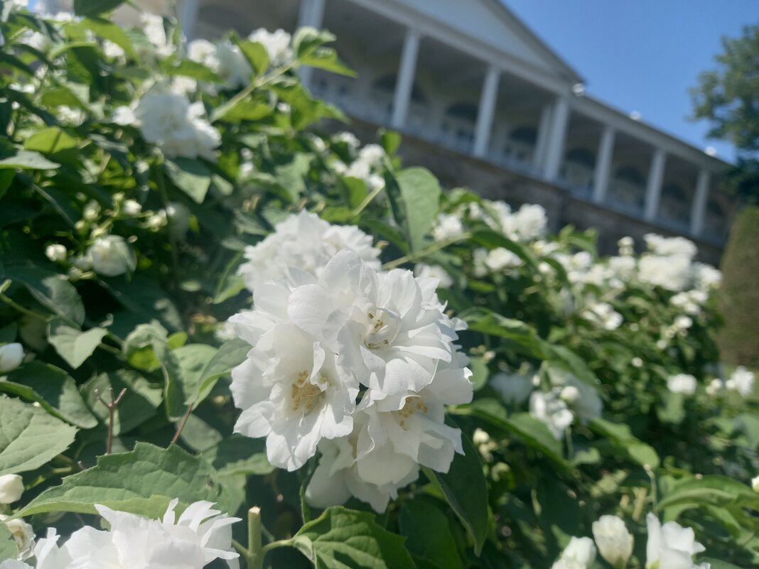 Чубушник - Сапсан 