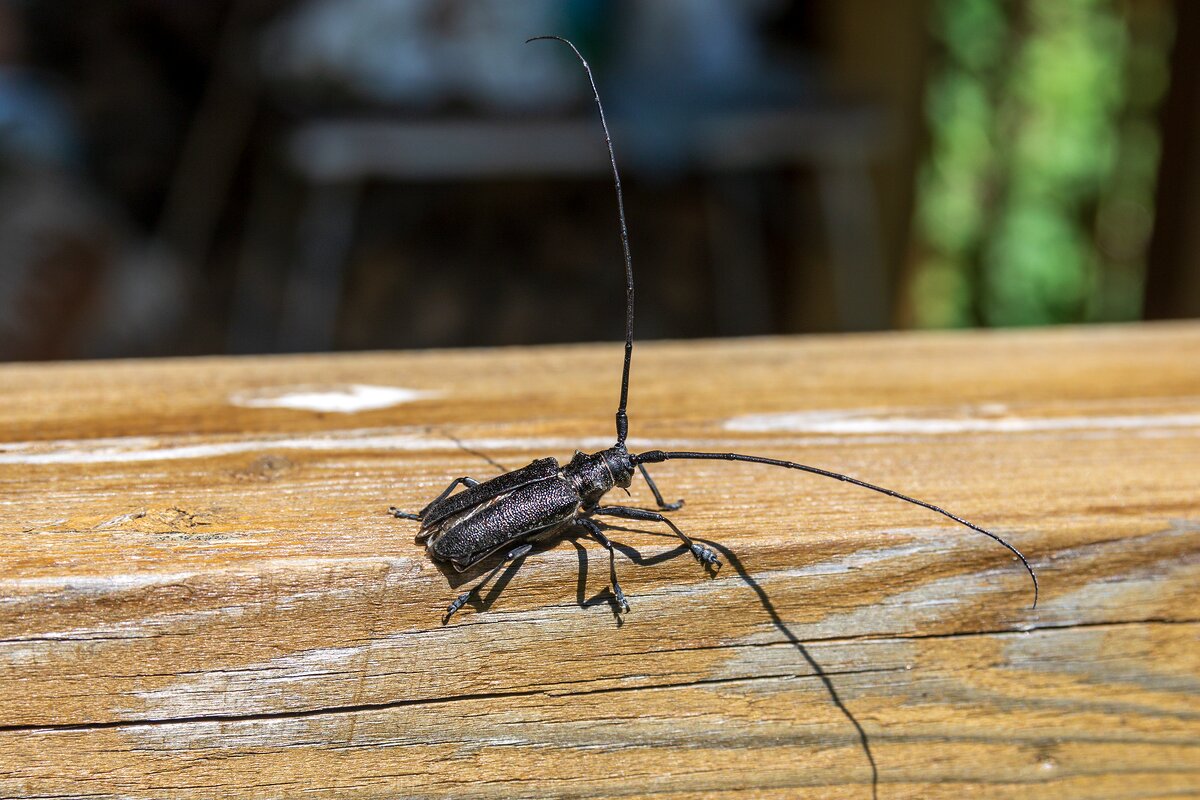 Жук усач. - Анатолий. Chesnavik.
