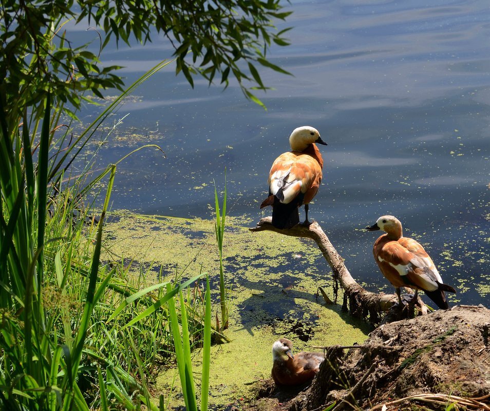 Папа, мама и я - огариная семья. - Ольга Русанова (olg-rusanowa2010)