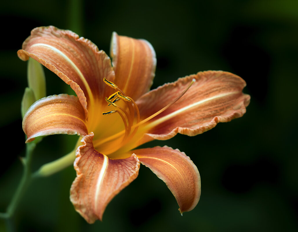 лилейник - Zinovi Seniak