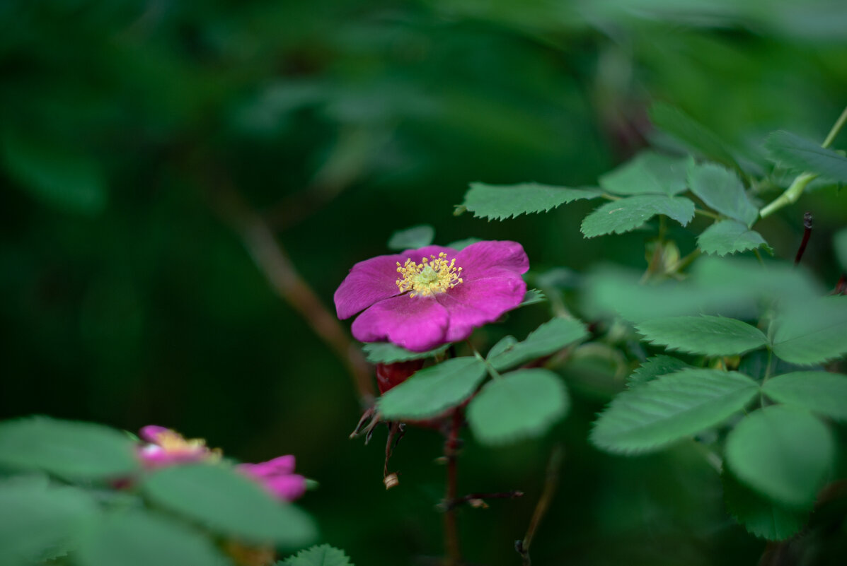 *** - Елена Берсенёва