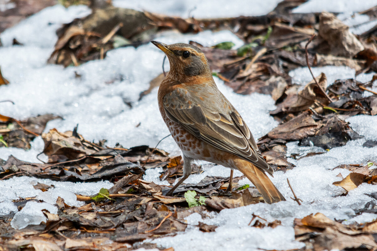 *** - Виктор Иванович Чернюк *** - Виктор Иванович Чернюк