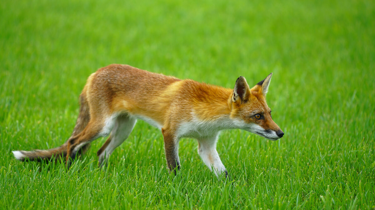 Хитрый лис 2 - Эдуард Куклин Хитрый лис 2 - Эдуард Куклин