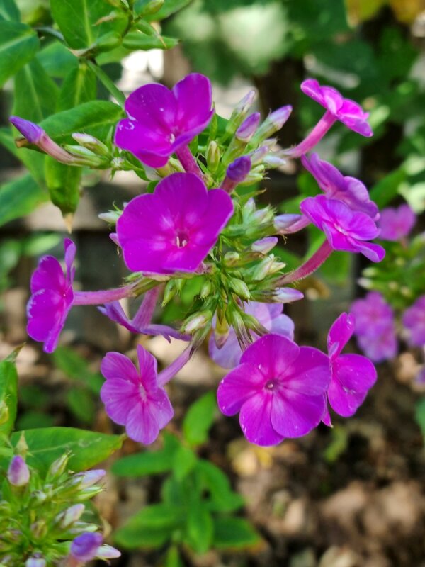 Флоксы - Наталья Флоксы - Наталья