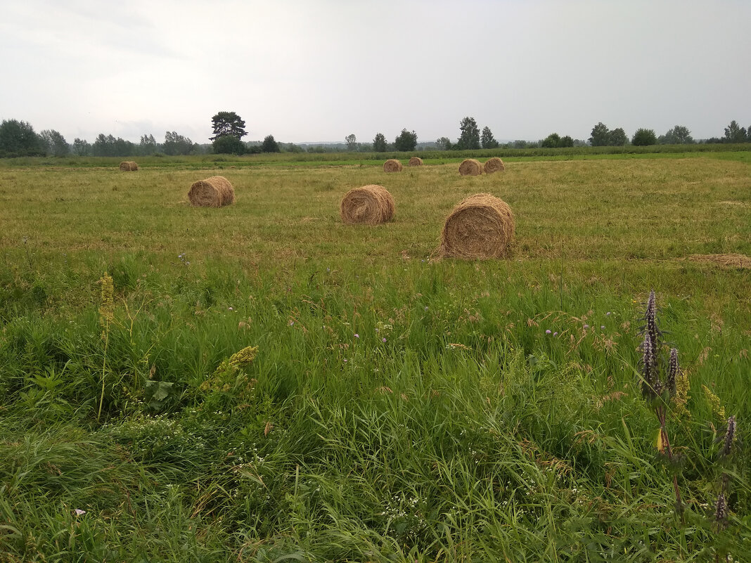 Июль,сельские мотивы... - Алена Июль,сельские мотивы... - Алена