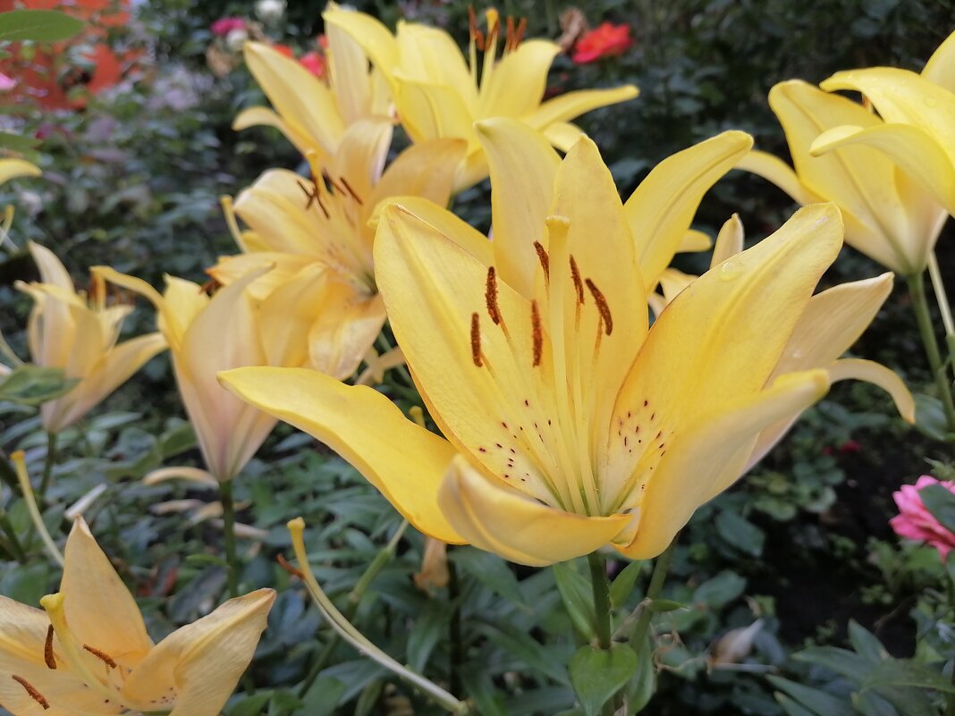 ,,, - Сергей Тимоновский ,,, - Сергей Тимоновский