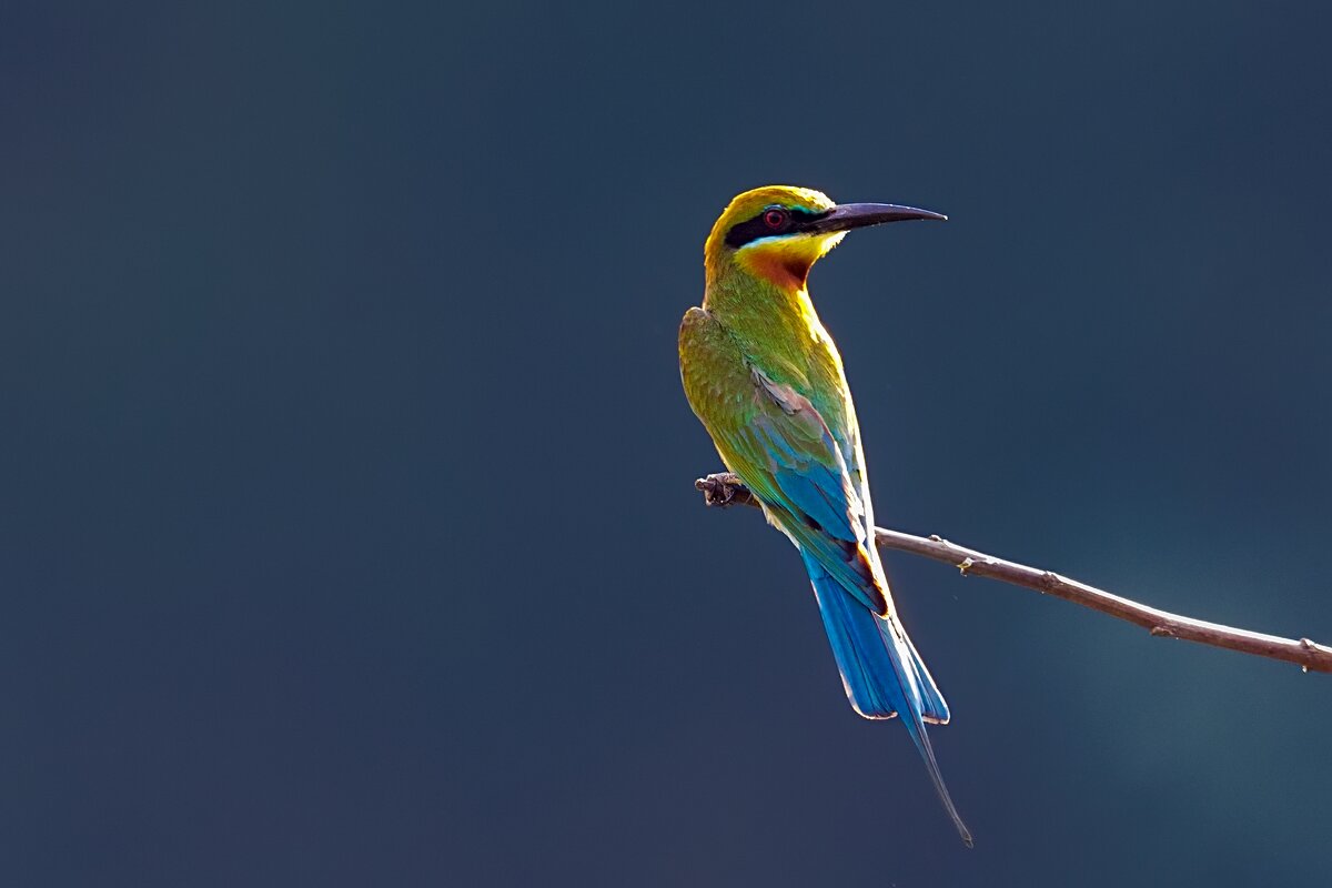 Merops philippinus - Yudong Liu