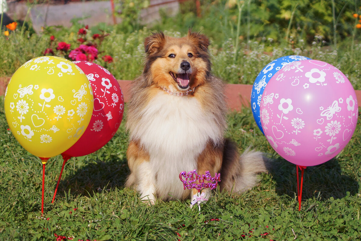 Счастливая рыжая морда - Romashka Ольга Счастливая рыжая морда - Romashka Ольга