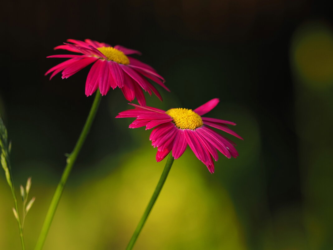 Цветы - Евгений Седов Цветы - Евгений Седов