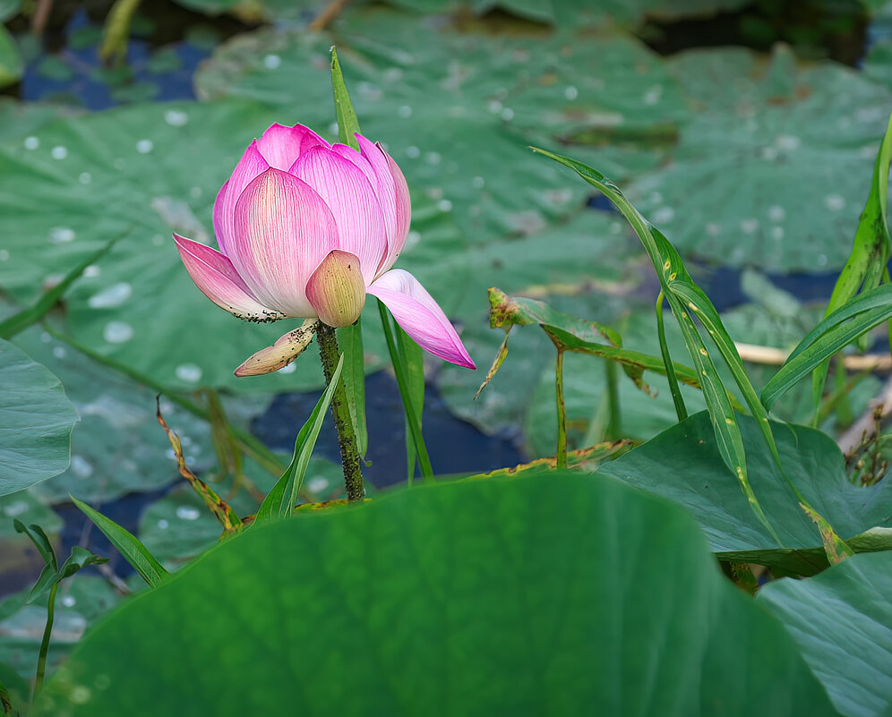 Начал у нас Лотос расцветать ... - Евгений Хвальчев Начал у нас Лотос расцветать ... - Евгений Хвальчев