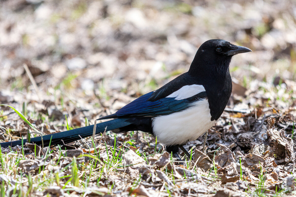 *** - Виктор Иванович Чернюк *** - Виктор Иванович Чернюк