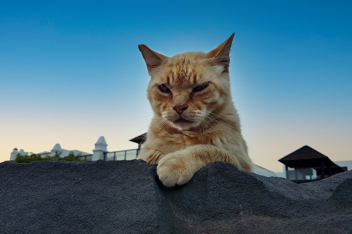 кот матвей - Илья Фотобогов 