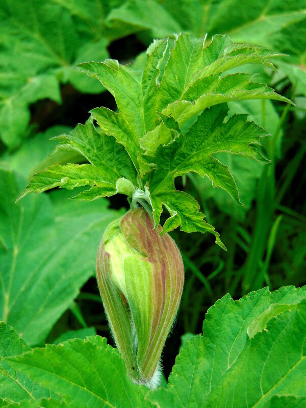 Листочки в вазе. - nadyasilyuk Вознюк Листочки в вазе. - nadyasilyuk Вознюк