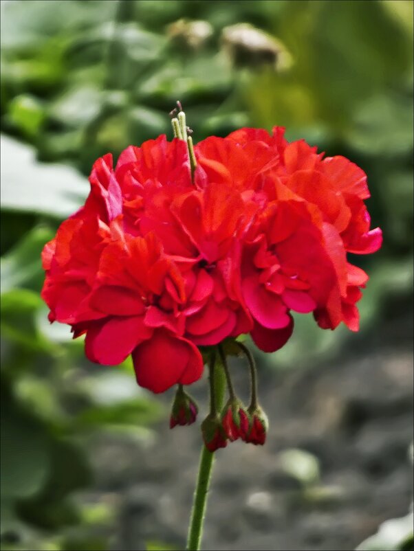 Бабушкин цветок - Валентина *