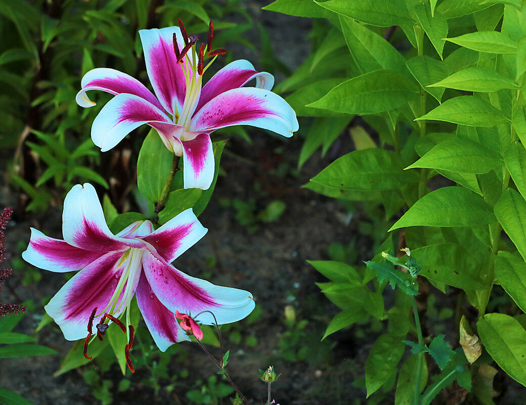 Парочка красоток - Светлана Парочка красоток - Светлана