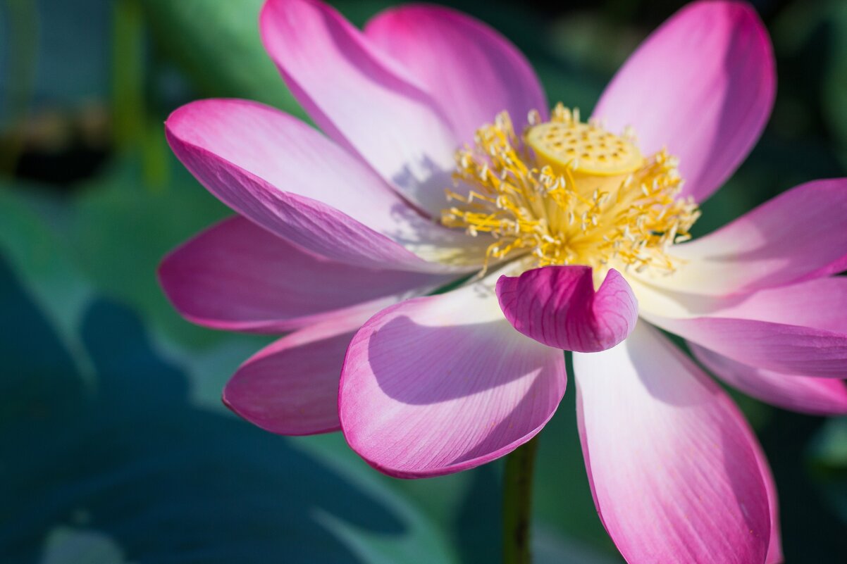 лотос - Oksana Verkhoglyad