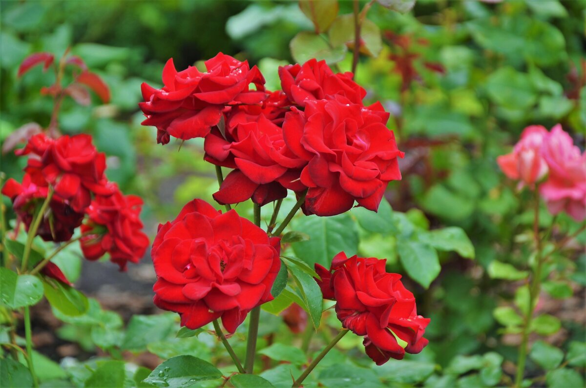 Розы Михайловского Сада... - Sergey Gordoff Розы Михайловского Сада... - Sergey Gordoff