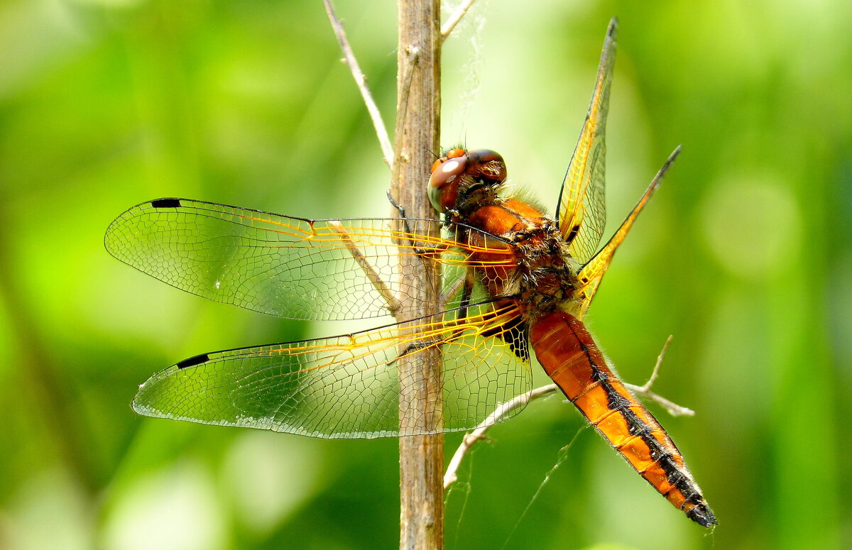 про стрекоз 7 - Александр Прокудин