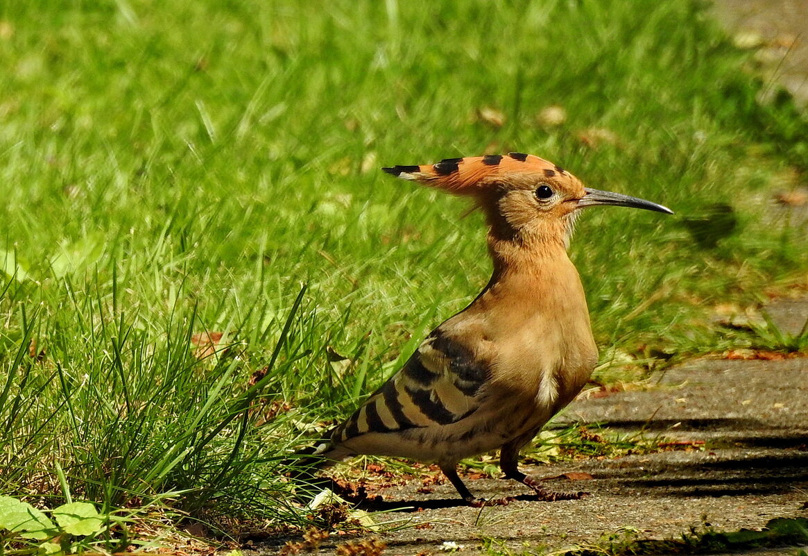 удод - ИННА ПОРОХОВА удод - ИННА ПОРОХОВА