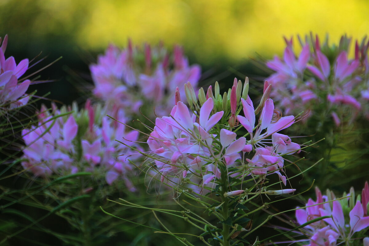 Цветов прекрасен облик милый. Без них бы жизнь была б унылой! - Tatiana Markova Цветов прекрасен облик милый. Без них бы жизнь была б унылой! - Tatiana Markova