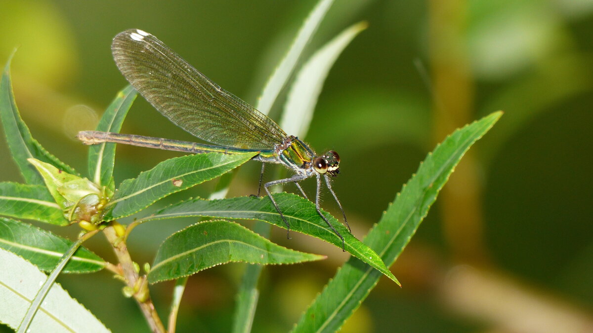 Сегодня у реки 1 - Александр Прокудин Сегодня у реки 1 - Александр Прокудин