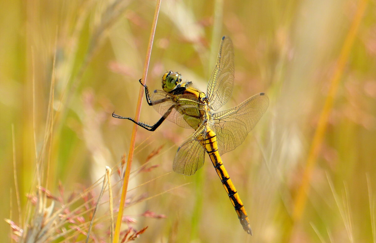про стрекоз 4 - Александр Прокудин