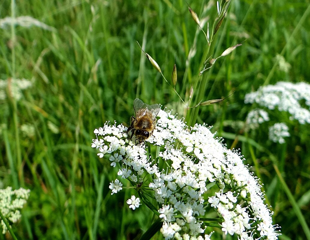 Июнь - Антонина Гугаева