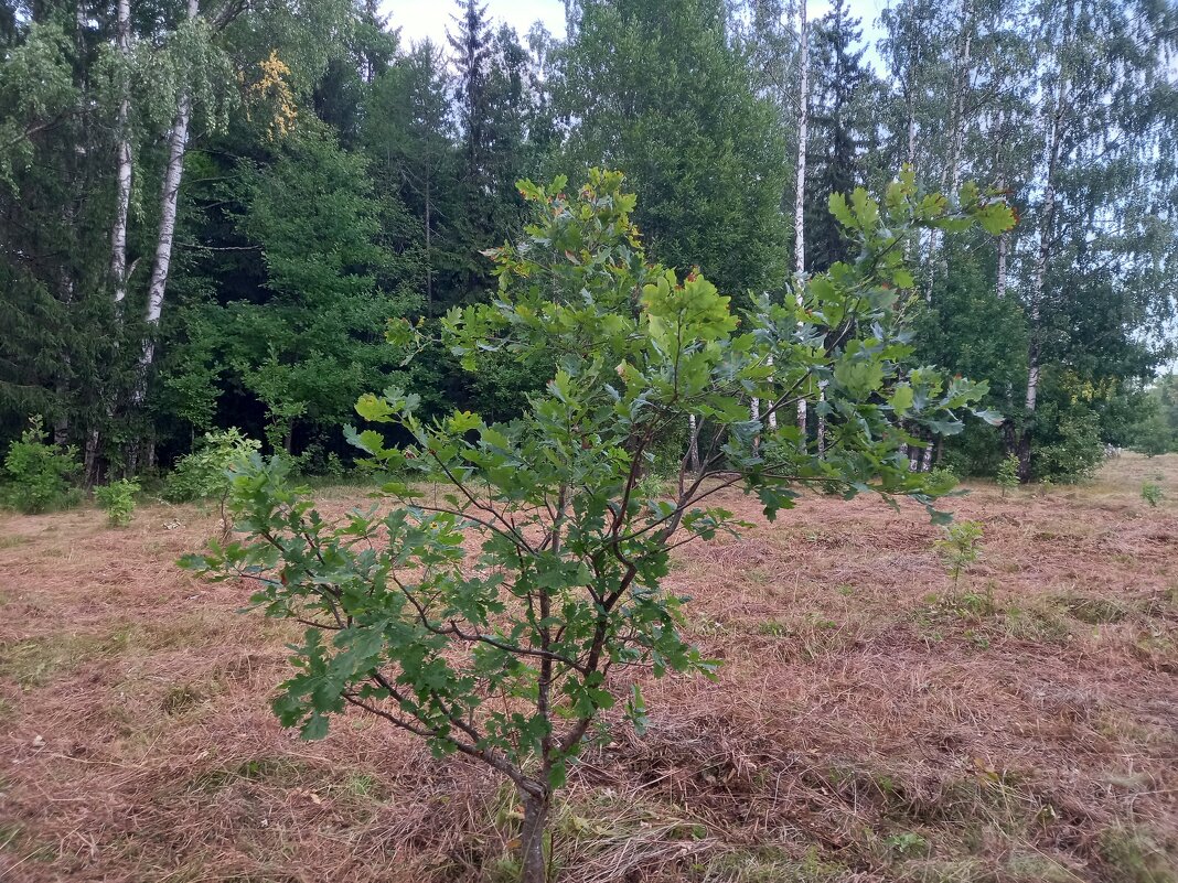 Лето - Сапсан 