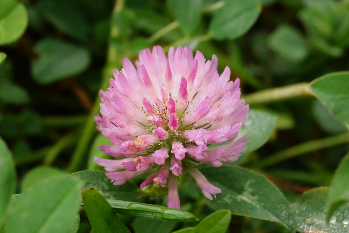 Клевер - Andy Bayt Клевер - Andy Bayt