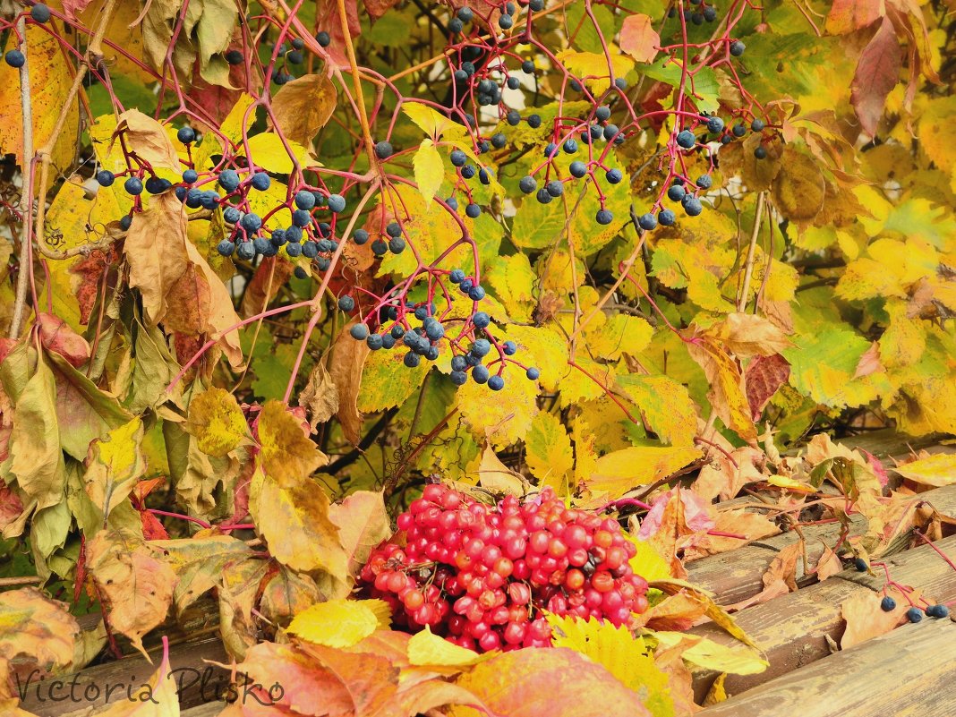 Краски осени. - Виктория Александровна