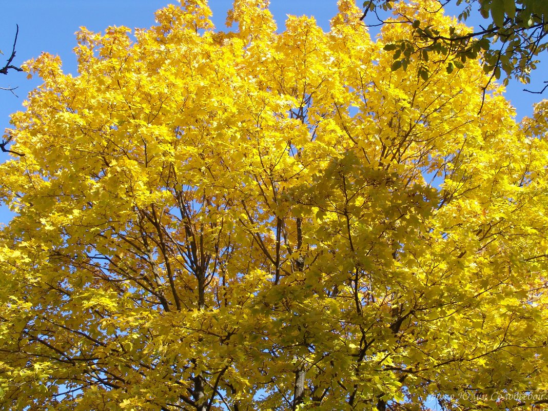 Вот такую осень я люблю! - Yuliya Soloviova Соловьева Вот такую осень я люблю! - Yuliya Soloviova Соловьева