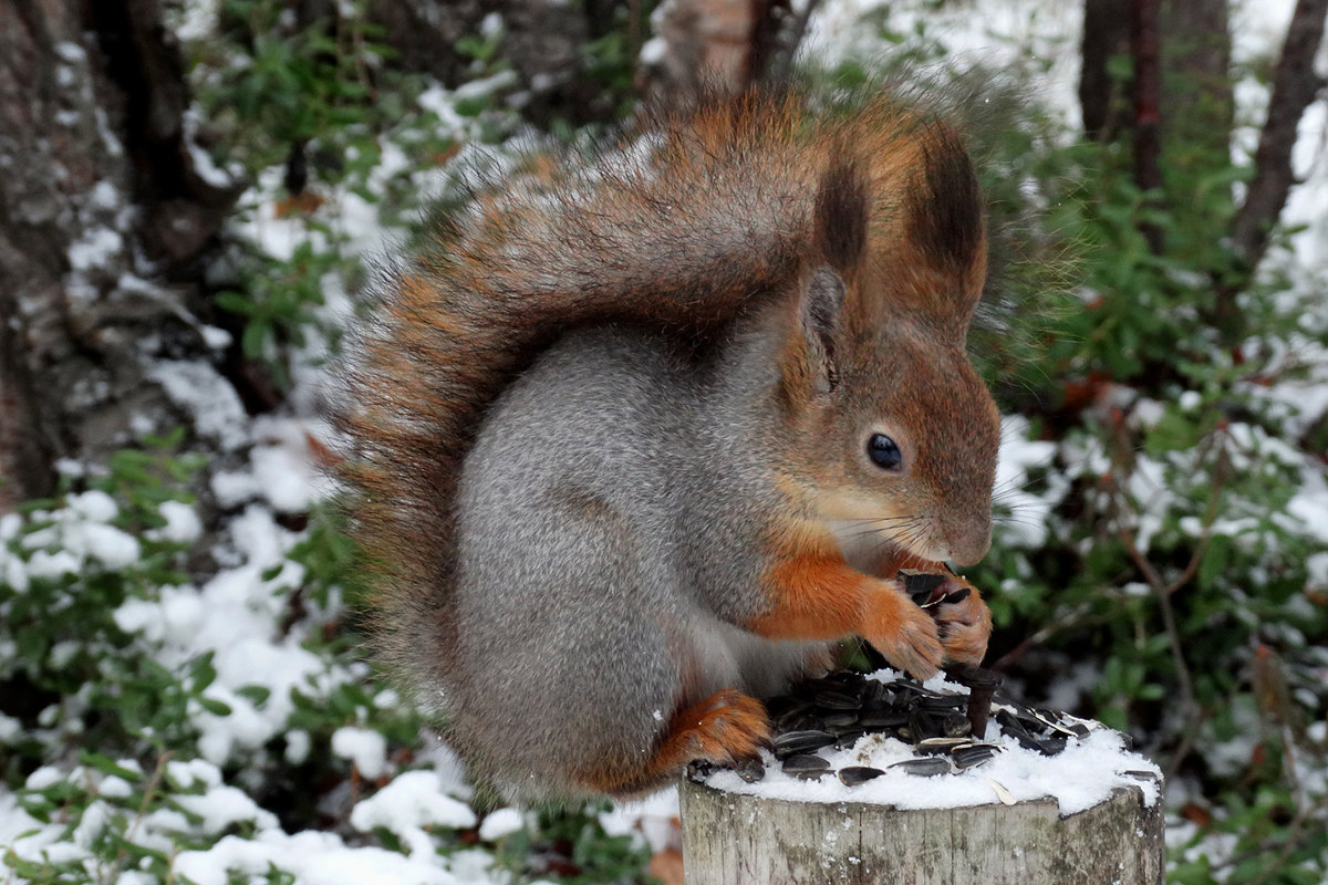 столовая - Людмила Романова столовая - Людмила Романова