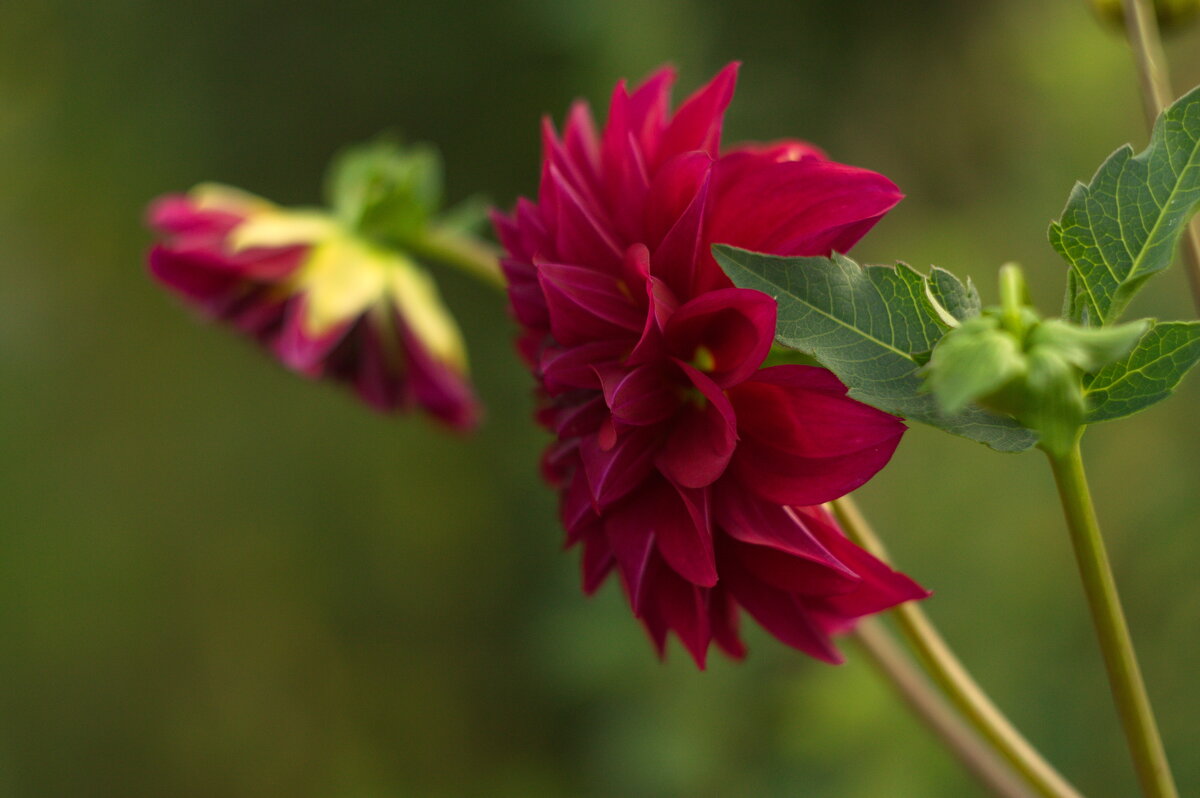 *** - Galina Serebrennikova