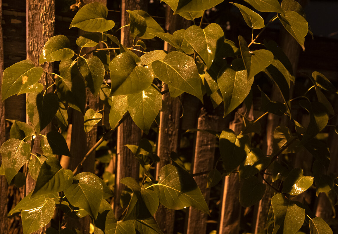 Листья сирени ночью - Сергей Крылов Листья сирени ночью - Сергей Крылов