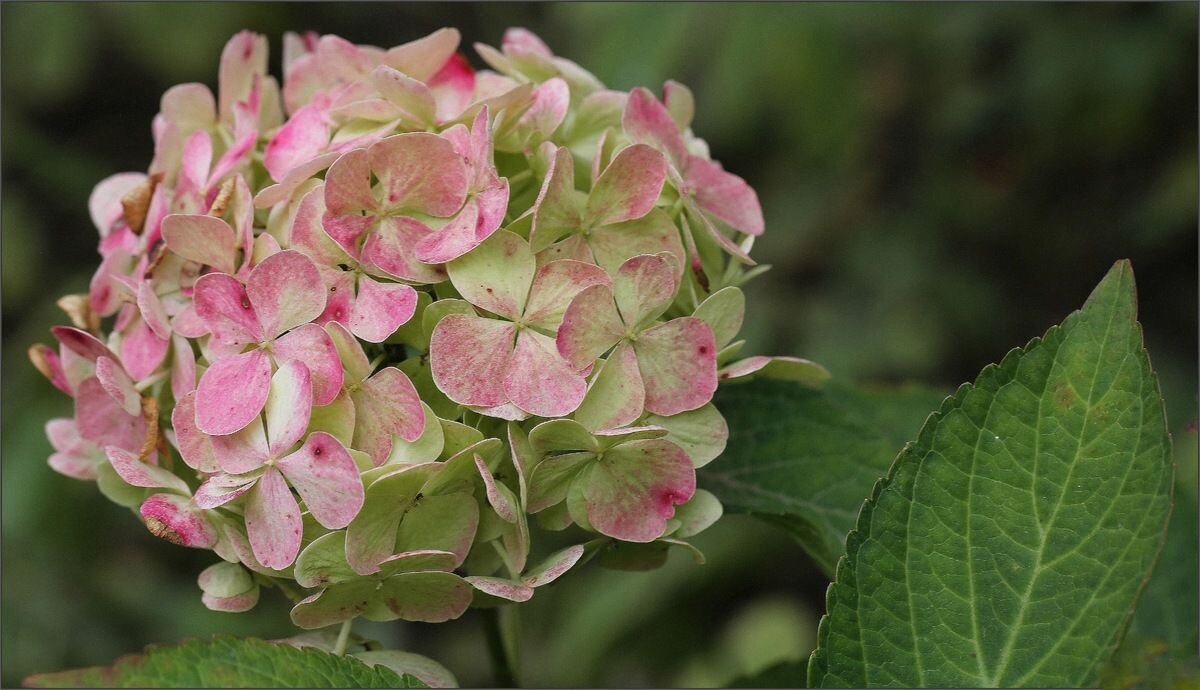 Гортензия - ZNatasha - Гортензия - ZNatasha -