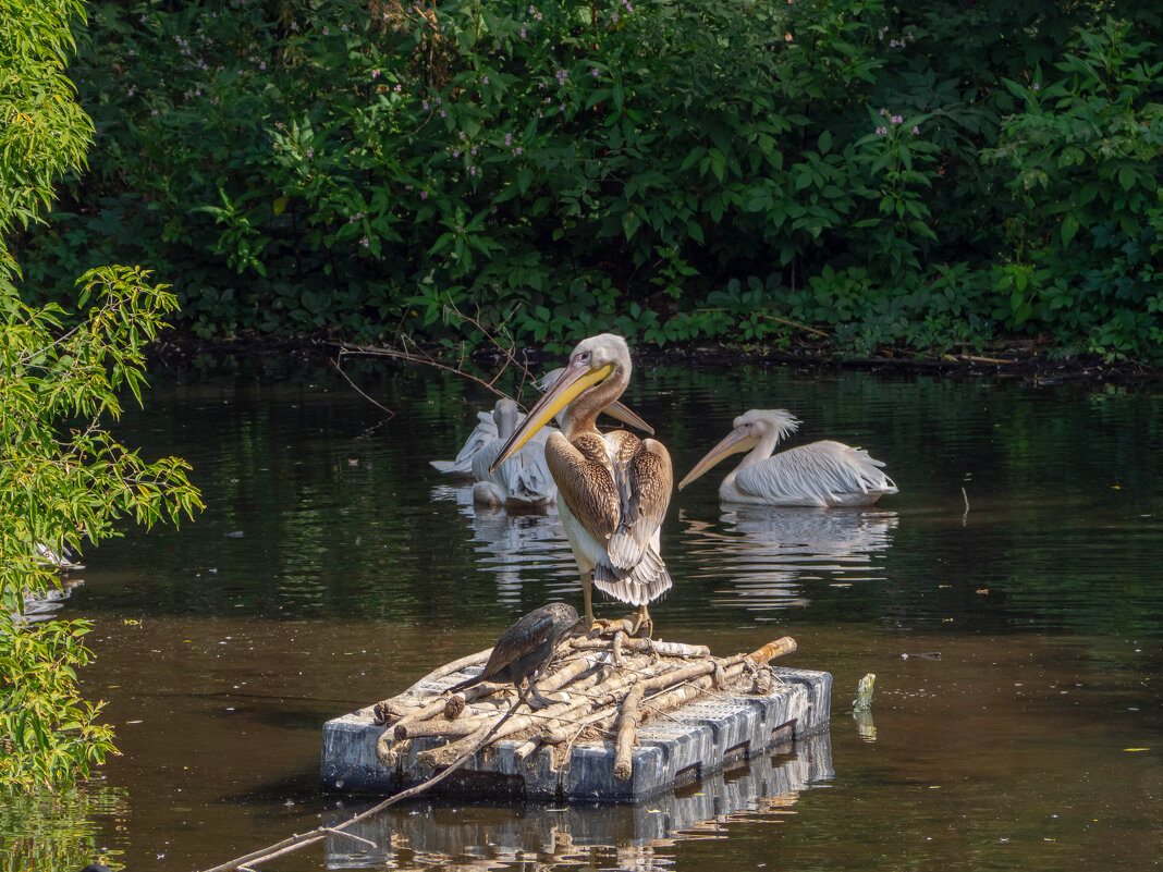 ___ - Yuriy V ___ - Yuriy V