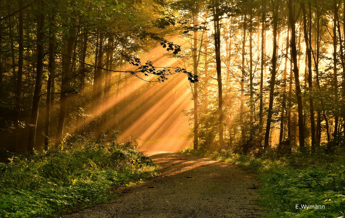 misty morning - Elena Wymann