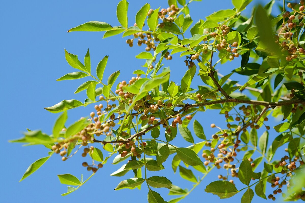 Zanthoxylum bungeanum Японский перец - wea *