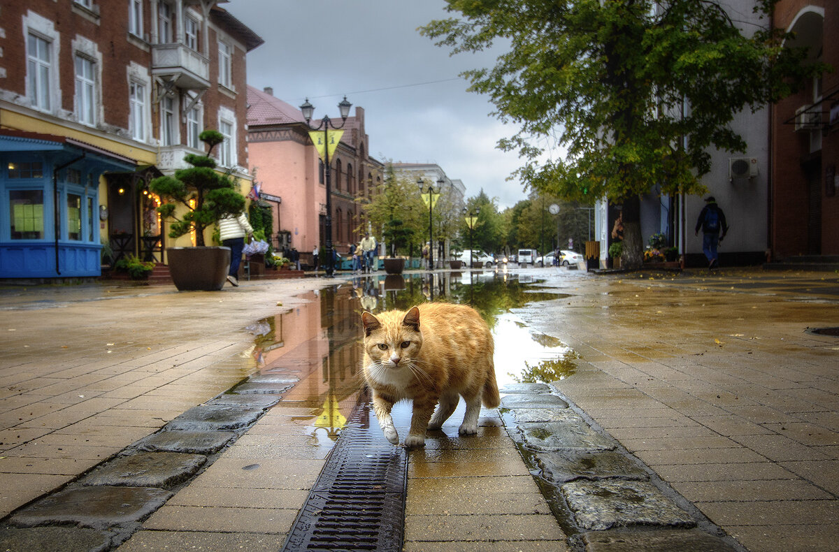 После ливня - Павел Дунюшкин