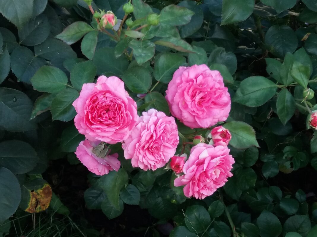 Розы - Galina Solovova Розы - Galina Solovova