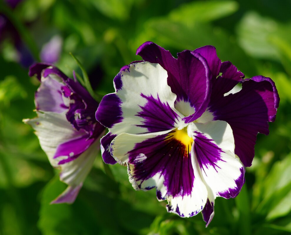 Виола... - Юрий Куликов