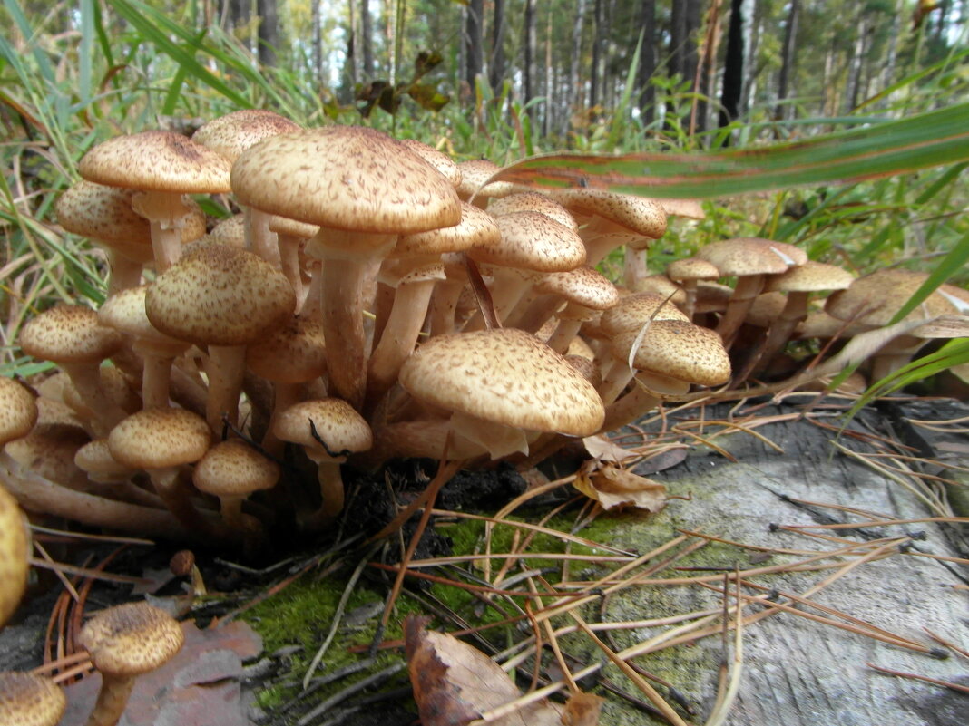 Самые дружные ребята-это опята. - nadyasilyuk Вознюк