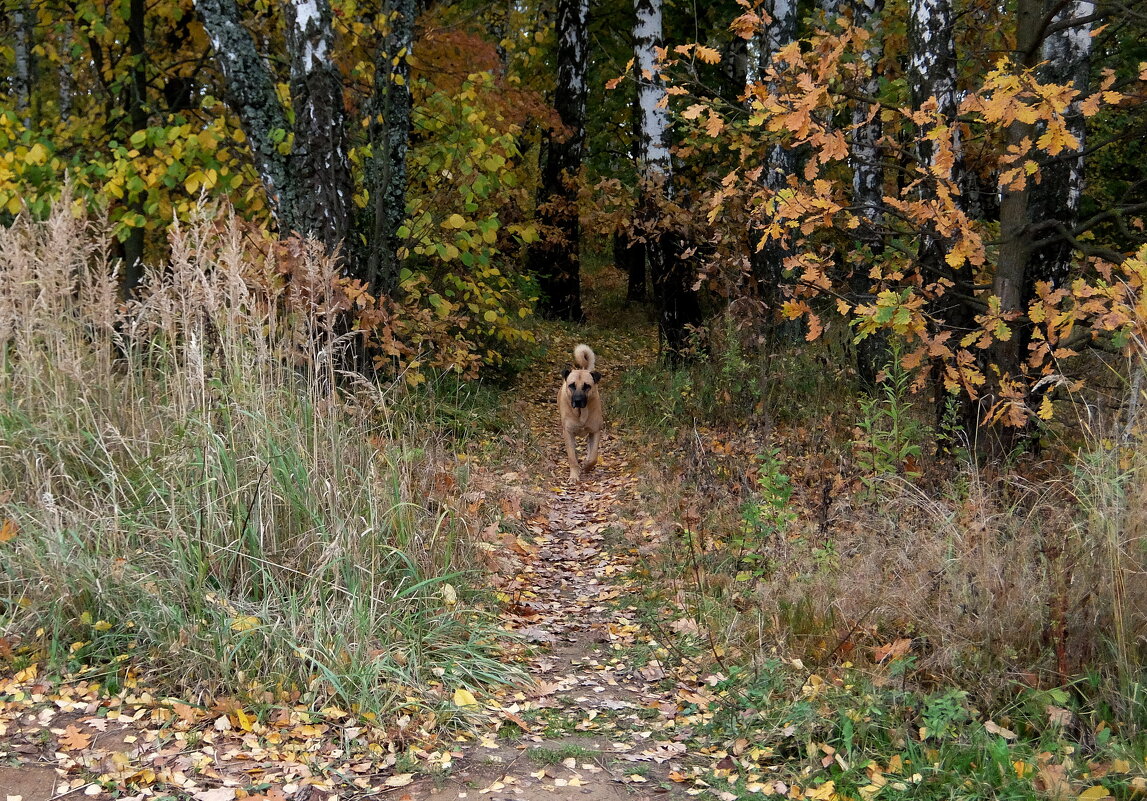 Пёс цвета осени. - Люба 