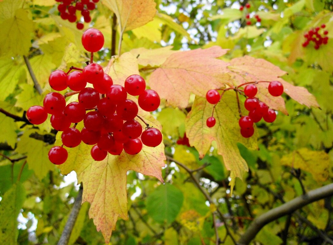 Соотечественники! с Юбилеем президента великой страны! - Галина Флора Соотечественники! с Юбилеем президента великой страны! - Галина Флора