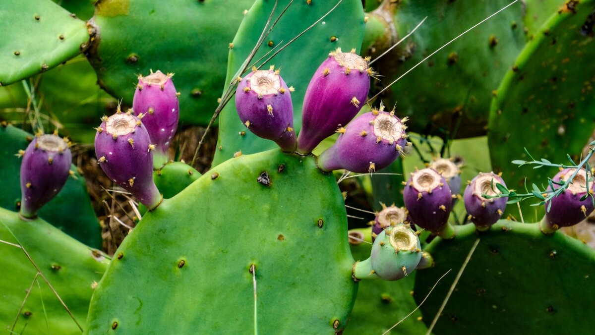 из опунции можно делать прекрасное варенье - Георгий А