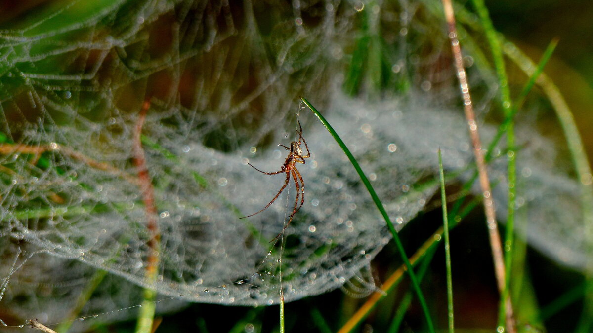 сегодня в лесу  4 - Александр Прокудин