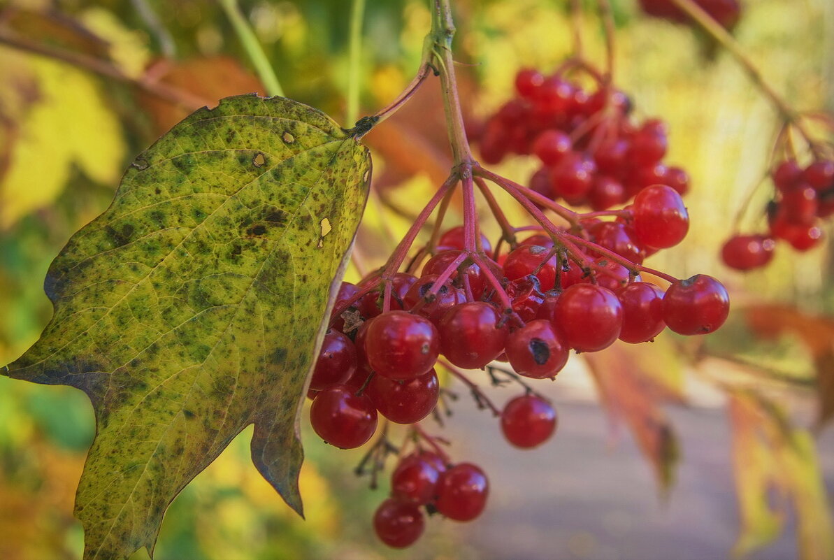 *** - Сергей  Могутов 